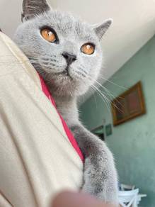 bsh male 