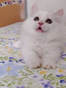 white kitten