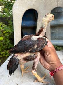 ayam anak Aseel parrotbeak jtn