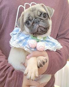 Pug
