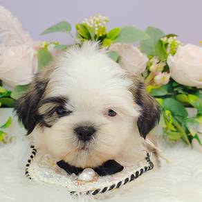 Shih Tzu