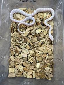 snow corn snake pastel color ular