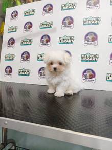KorMaltese 26052026