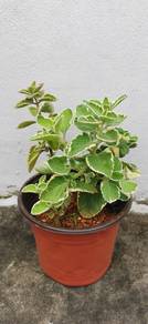 Mexican Mint Plant / Coleus Amboinicus Plant 白斑左手香