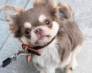 Chihuahua