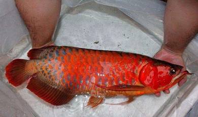 arowana blood red  -wholesale price