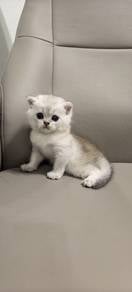 Baby BSH Silver 