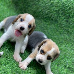 beagle h