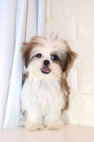 J0198 Shih Tzu Fluffy Long Hair Puppy