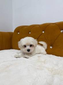 Maltipoo