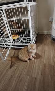 British Long Hair Kitten