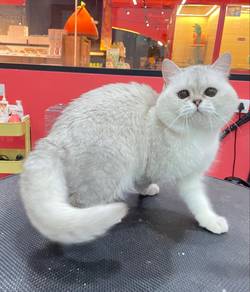 British Short Hair Silver Pointed
