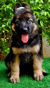 GERMAN SHEPHERD PUPPIES F117 🐻Rehome Male/Female
