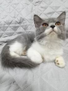 Kitten Comel 
