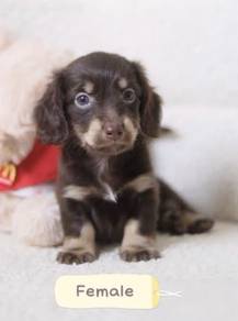 MINIATURE DACHSHUND Puppies D170 PREMIUM Quality