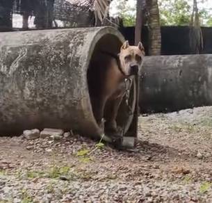 Cane Corso (Trained)