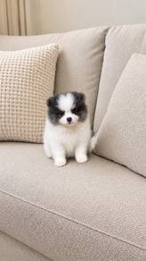 Pomeranian High Quality Parti Female Puppy