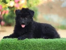 EOEE966 Black German Shepherd #MKA puppies