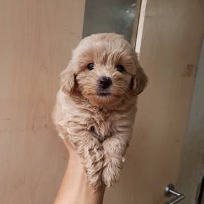 maltipoo puppy4