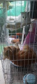 2 ekor dewasa kucing untuk dilepaskan..