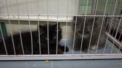 anak kucing @ kitten 