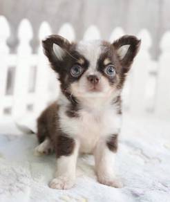 CHIHUAHUA PUPPIES VIP221🌷Head Apple Cute Dog
