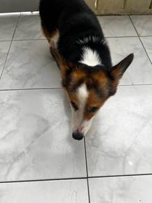 Corgi MKA