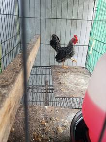 ayam serama murah