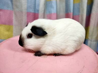 California Guinea Pig