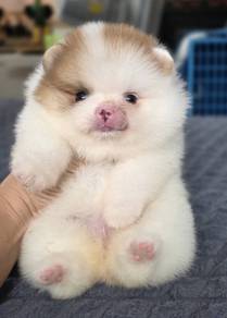 POMERANIAN PUPPIES A222 🌻 Sort of shine Boy~Girl