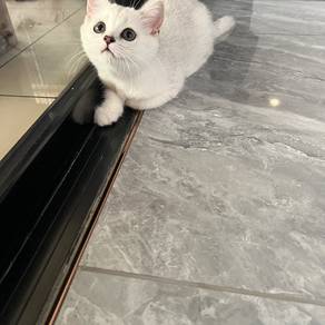 Rehome BSH