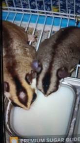 sugar glider 