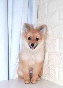 J0484 Pomeranian Small Little Lion Puppy