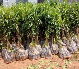 Anak Pokok Gaharu 