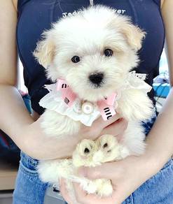 Maltipoo