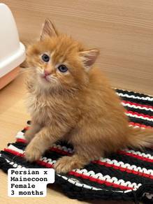 Persian + Mainecoon Untuk Dijual !!