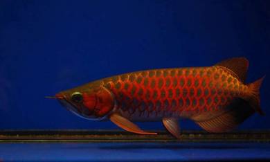 blood red arowana 13 inch -wholesale price