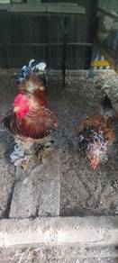 Induk Ayam brahma porcelain 