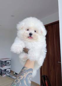 Bichon -Girl 