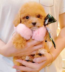 Maltipoo