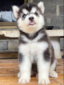 SIBERIAN HUSKY PUPPIES 🌻187 Male-Female