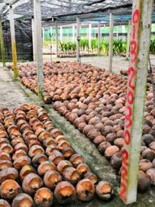 Benih kelapa SGG CN16 tulen