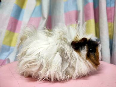 Guinea Pig