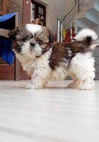 Shihtzu