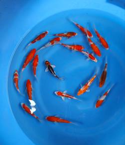 Japanese koi