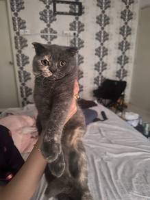 Scottish Fold Kitten for Sale 🐱