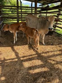 3 ekor lembu