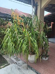Orkid Harimau