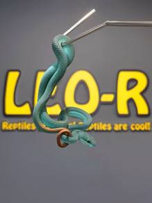 Blue Insularis Pit Viper / Ular