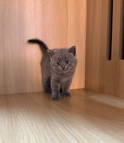 British Shorthair Male Kitten PROMO